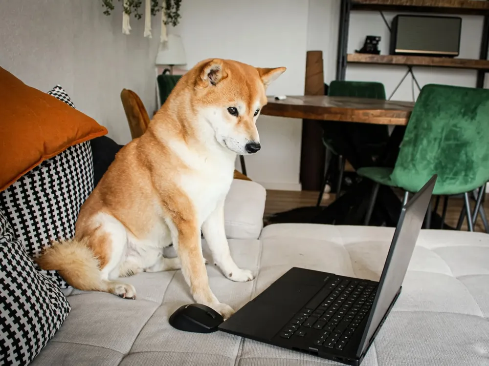 A shiba inu sitting on a couch looking at an open laptop